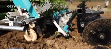 ��ߙCе���ԷN�� �����Ͳ˷Nֲ��Ч���